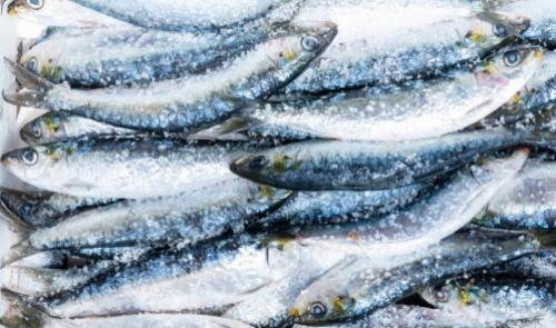 Sardine fresche coperte di sale, pronte per la conservazione o la cottura.