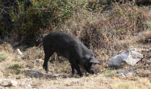 Un maiale nero pascola tra l'erba e le rocce in un ambiente naturale.
